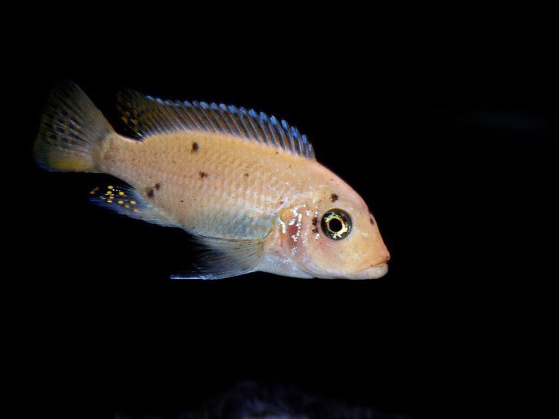 Maylandia mbenjii 'Mbenji Island'